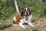 SAINT BERNARD 037